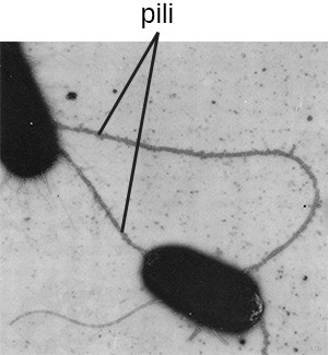 Bacteria may produce two different types of protein appendages that aid in surface attachment. Fimbriae typically are more numerous and shorter, whereas pili (shown here) are longer and less numerous per cell.