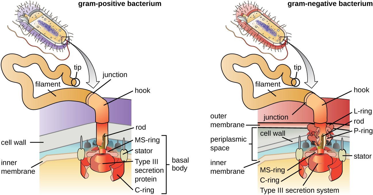 The basic structure of a bacterial flagellum consists of a basal body, hook, and filament. The basal body composition and arrangement differ between gram-positive and gram-negative bacteria.