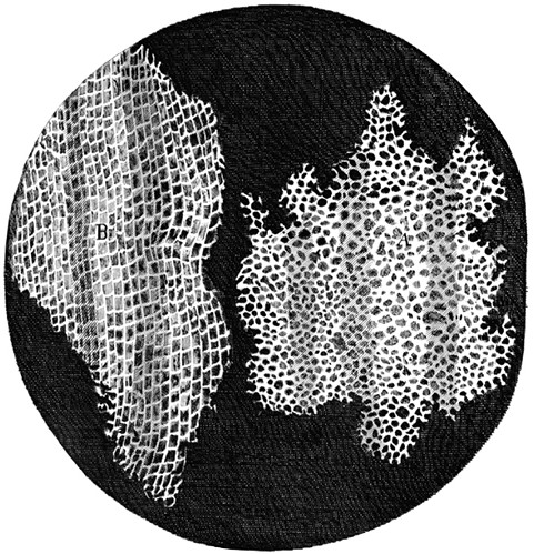 Robert Hooke (1635–1703) was the first to describe cells based upon his microscopic observations of cork. This illustration was published in his work Micrographia.