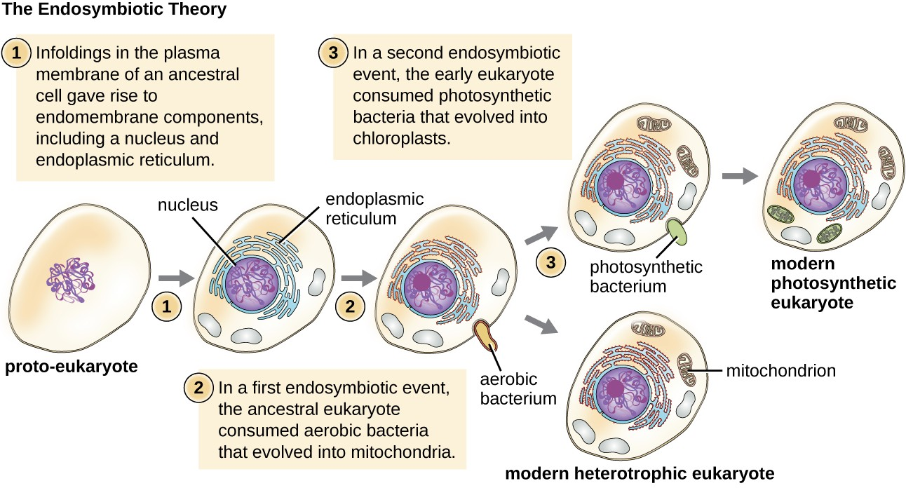 According to the endosymbiotic theory, mitochondria and chloroplasts are each derived from the uptake of bacteria. These bacteria established a symbiotic relationship with their host cell that eventually led to the bacteria evolving into mitochondria and chloroplasts.