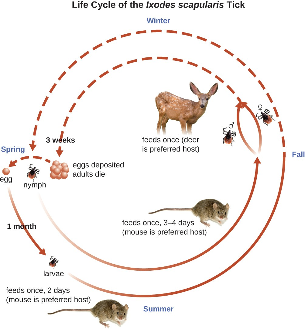 This image shows the 2-year life cycle of the black-legged tick, the biological vector of Lyme disease.