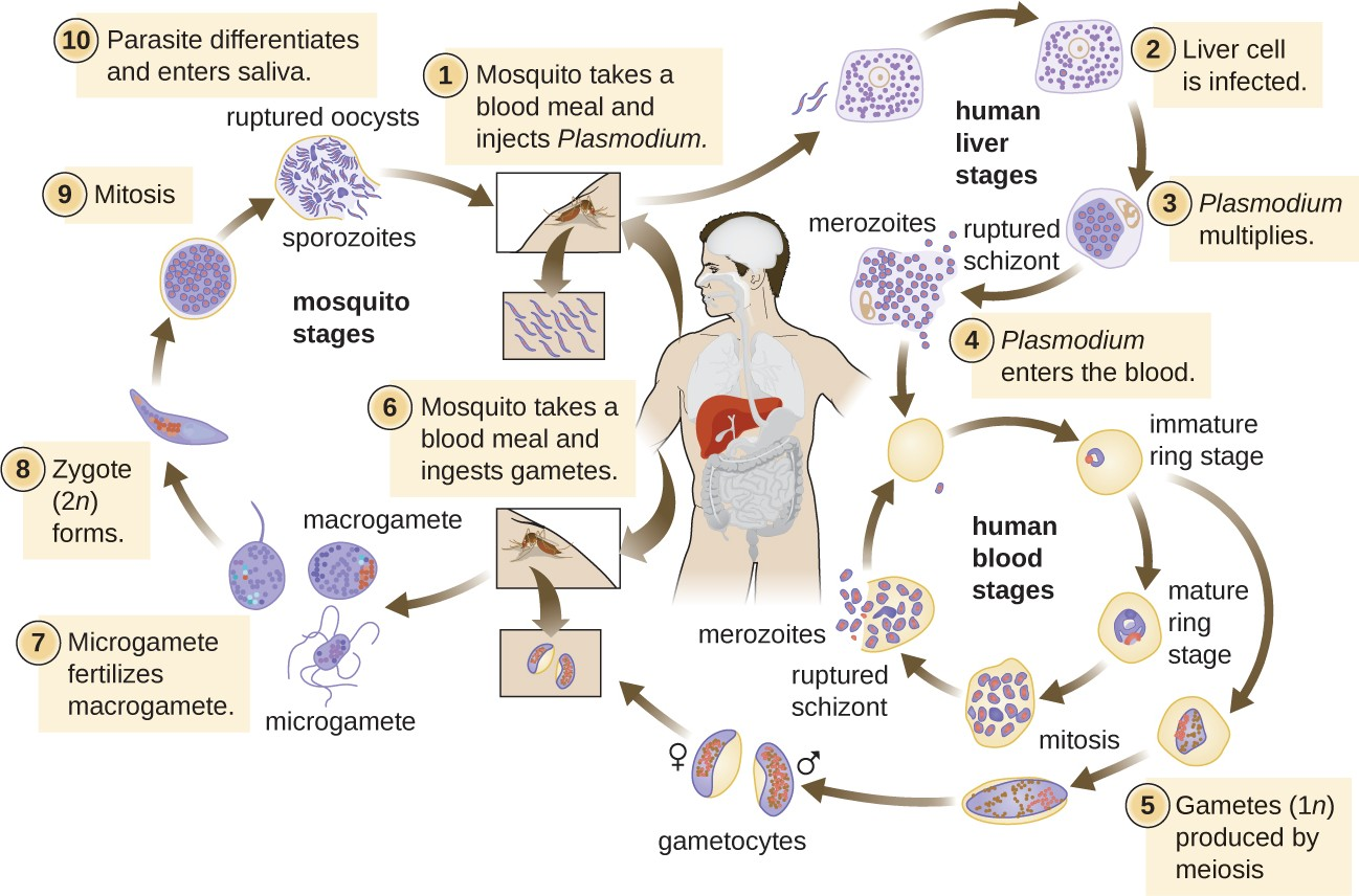 The life cycle of Plasmodium.