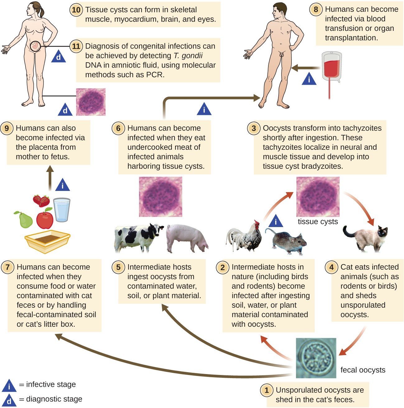 The infectious cycle of Toxoplasma gondii.