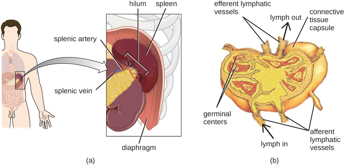 (a) The spleen is a lymphatic organ located in the upper left quadrant of the abdomen near the stomach and left kidney. It contains numerous phagocytes and lymphocytes that combat and prevent circulatory infections by killing and removing pathogens from the blood. (b) Lymph nodes are masses of lymphatic tissue located along the larger lymph vessels. They contain numerous lymphocytes that kill and remove pathogens from lymphatic fluid that drains from surrounding tissues.