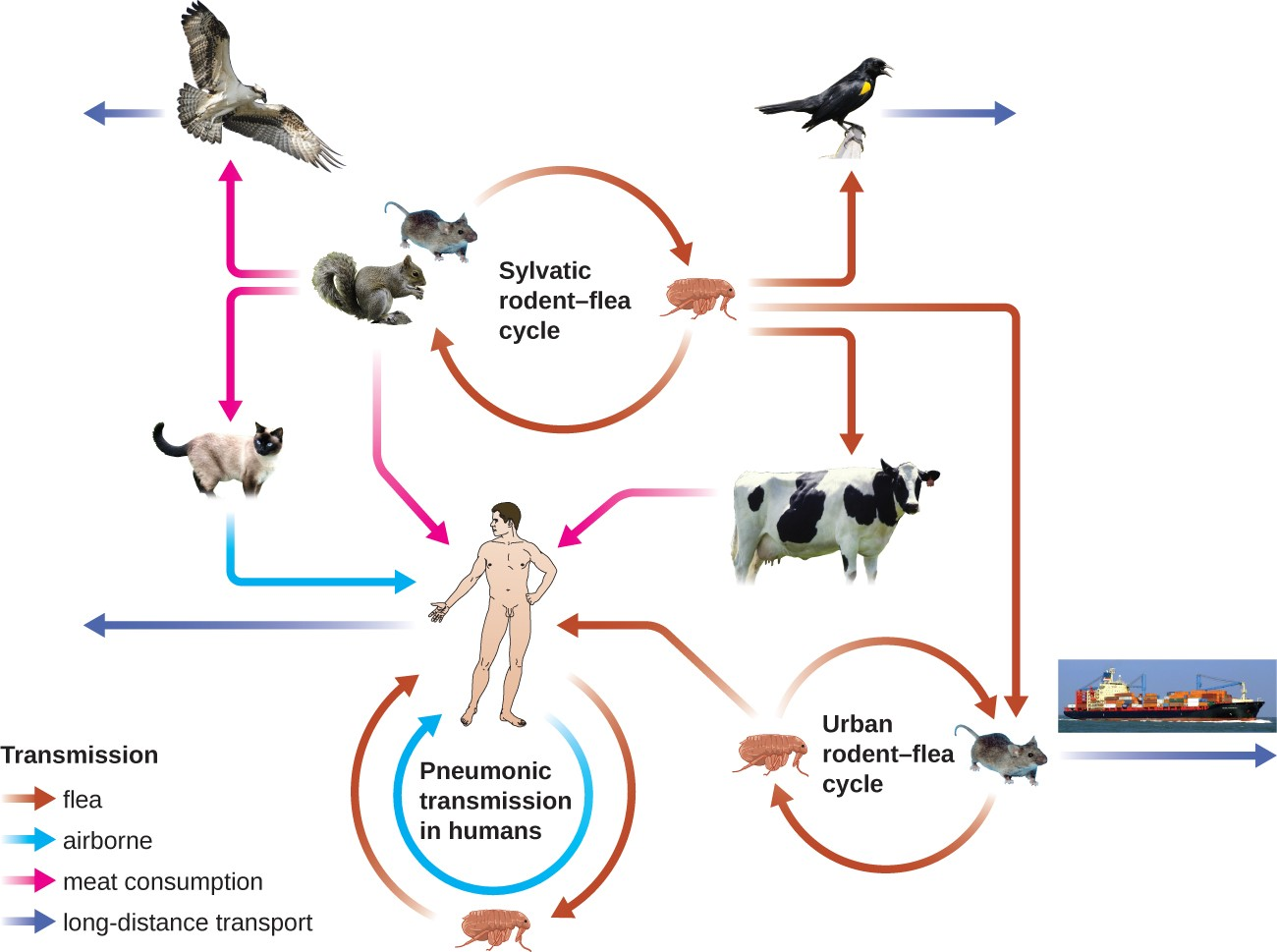 Yersinia pestis, the causative agent of plague, has numerous modes of transmission. The modes are divided into two ecological classes: urban and sylvatic (i.e., forest or rural). The urban cycle primarily involves transmission from infected urban mammals (rats) to humans by flea vectors (brown arrows). The disease may travel between urban centers (purple arrow) if infected rats find their way onto ships or trains. The sylvatic cycle involves mammals more common in nonurban environments. Sylvatic birds and mammals (including humans) may become infected after eating infected mammals (pink arrows) or by flea vectors. Pneumonic transmission occurs between humans or between humans and infected animals through the inhalation of Y. pestis in aerosols.
