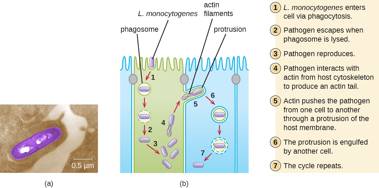 (a) An electron micrograph of Listeria monocytogenes infecting a host cell. (b) Listeria is able to use host cell components to cause infection. For example, phagocytosis allows it to enter host cells, and the host’s cytoskeleton provides the materials to help the pathogen move to other cells.