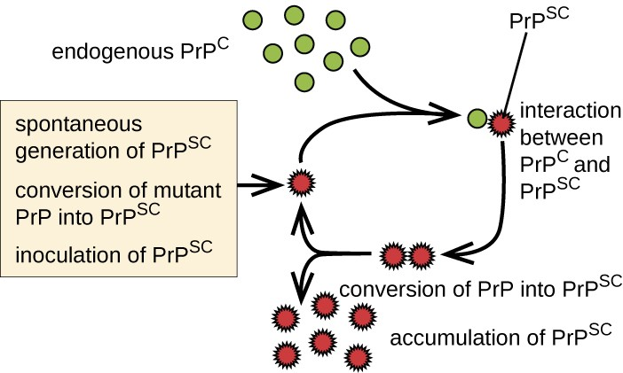 The replicative cycle of misfolded prion proteins.