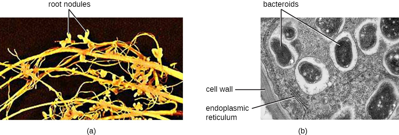 (a) Nitrogen-fixing bacteria such as Rhizobium live in the root nodules of legumes such as clover. (b) This micrograph of the root nodule shows bacteroids (bacterium-like cells or modified bacterial cells) within the plant cells. The bacteroids are visible as darker ovals within the larger plant cell.