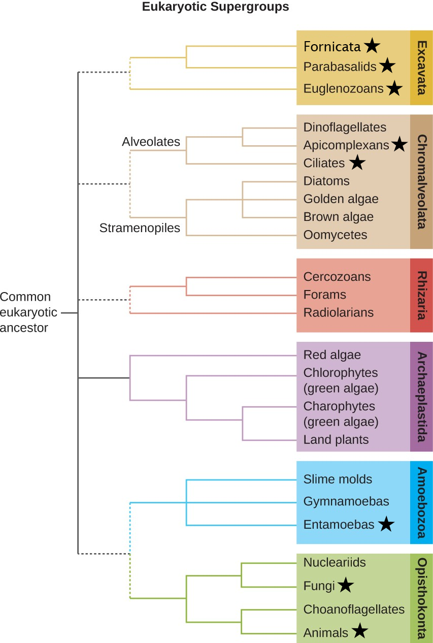 This tree shows a proposed classification of the domain Eukarya based on evolutionary relationships. Currently, the domain Eukarya is divided into six supergroups. Within each supergroup are multiple kingdoms. Dotted lines indicate suggested evolutionary relationships that remain under debate. The subgroups with members of clinical relevance have a start next to them.