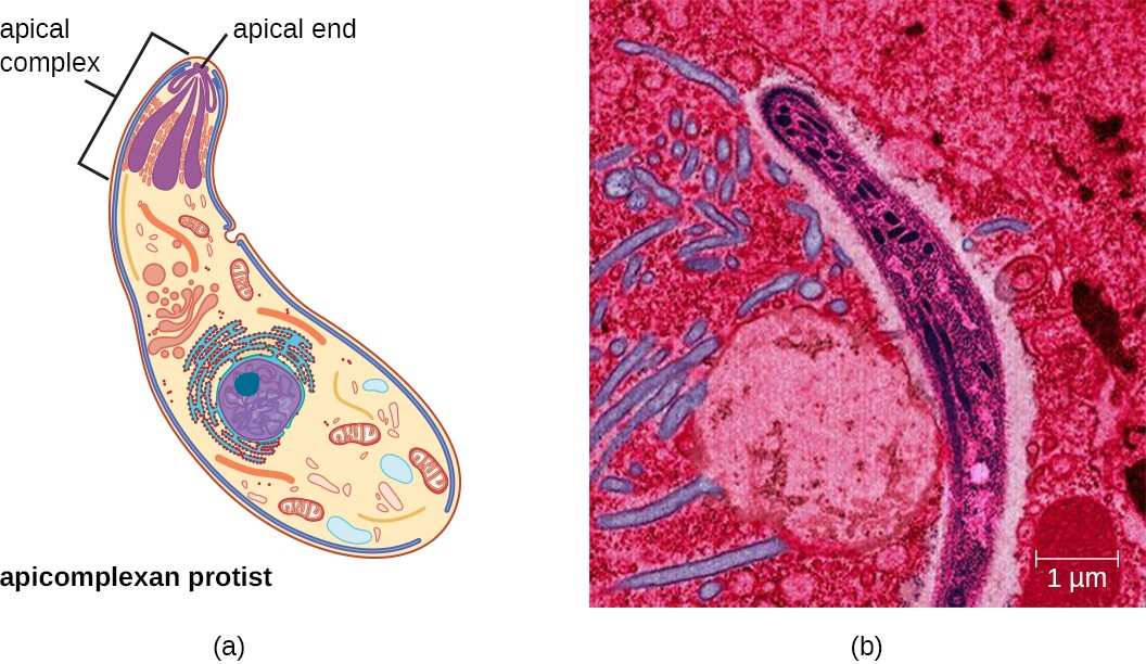 (a) Apicomplexans are parasitic protists. They have a characteristic apical complex that enables them to infect host cells. (b) A colorized electron microscope image of a Plasmodium sporozoite.