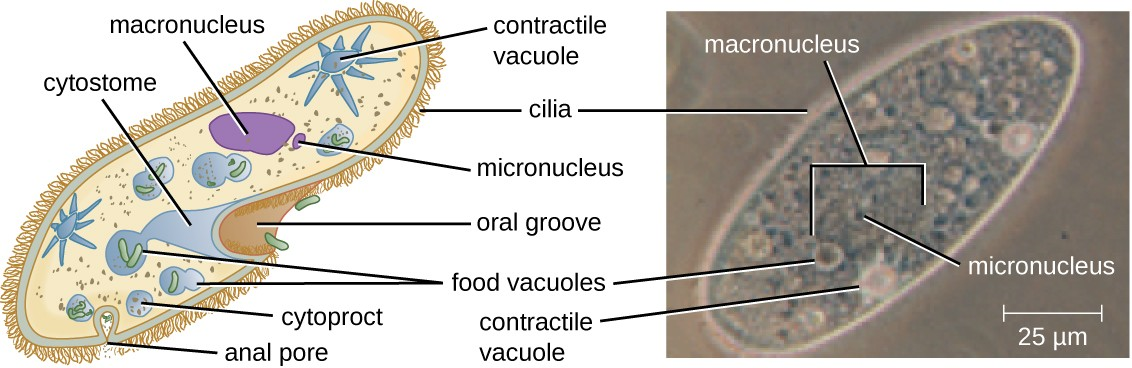 Paramecium has a primitive mouth (called an oral groove) to ingest food, and an anal pore to excrete it. Contractile vacuoles allow the organism to excrete excess water. Cilia enable the organism to move.