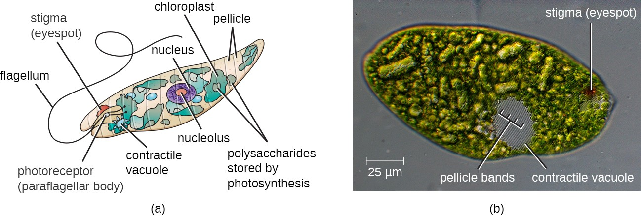 (a) This illustration of a Euglena shows the characteristic structures, such as the stigma and flagellum. (b) The pellicle, under the cell membrane, gives the cell its distinctive shape and is visible in this image as delicate parallel striations over the surface of the entire cell (especially visible over the grey contractile vacuole).