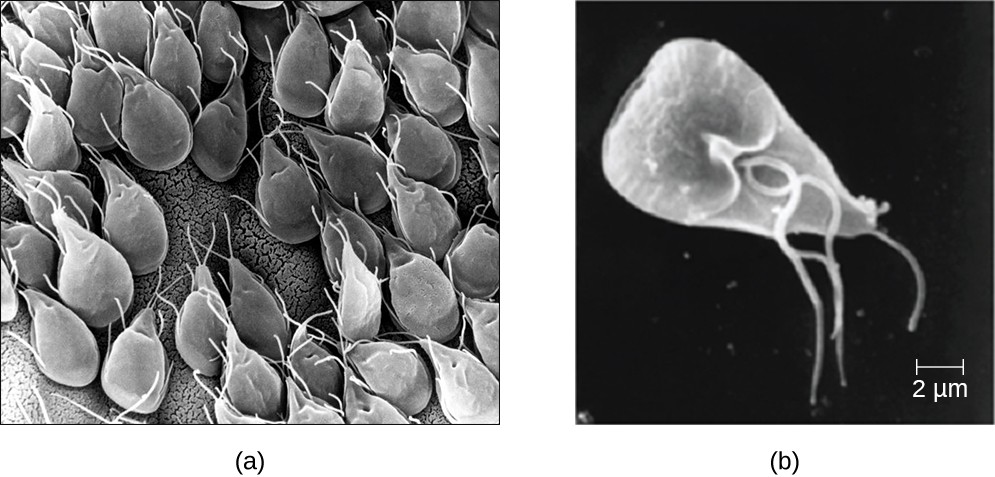 (a) A scanning electron micrograph shows many Giardia parasites in the trophozoite, or feeding stage, in a gerbil intestine. (b) An individual trophozoite of G. lamblia, visualized here in a scanning electron micrograph. This waterborne protist causes severe diarrhea when ingested.