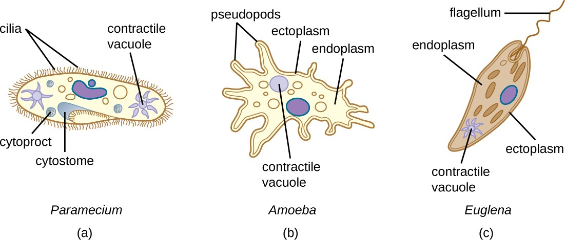 (a) Paramecium spp. have hair-like appendages called cilia for locomotion. (b) Amoeba spp. use lobe- like pseudopodia to anchor the cell to a solid surface and pull forward. (c) Euglena spp. use a whip-like structure called a flagellum to propel the cell.