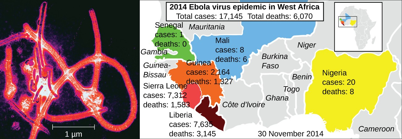 The year 2014 saw the first large-scale outbreak of Ebola virus (electron micrograph, left) in human populations in West Africa (right). Such epidemics are now widely reported and documented, but viral epidemics are sure to have plagued human populations since the origin of our species.