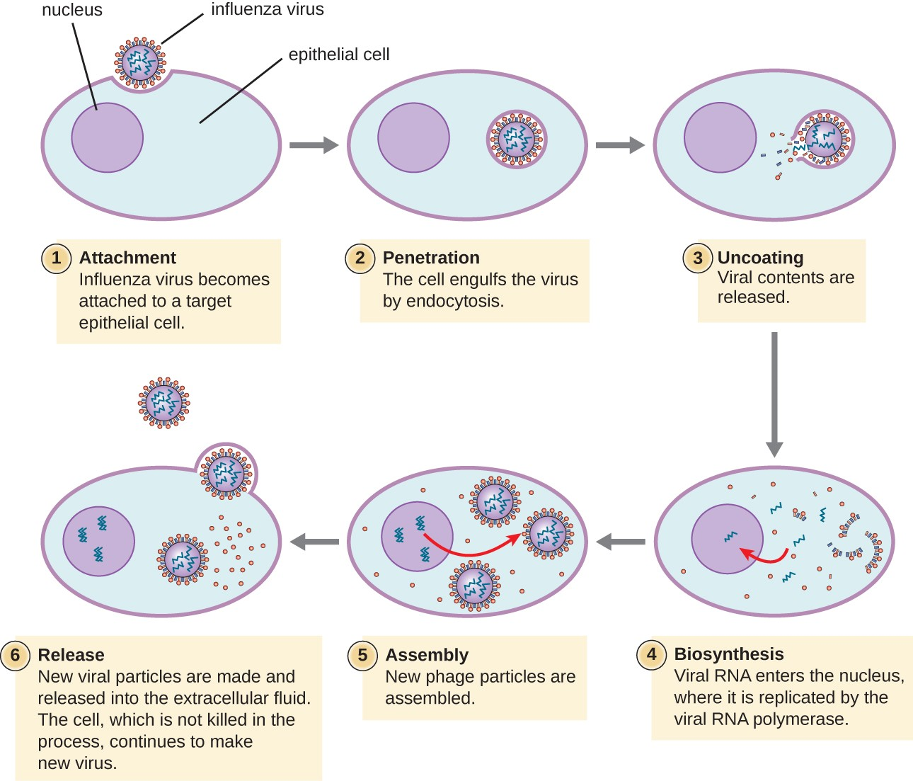 influenza virus life cycle