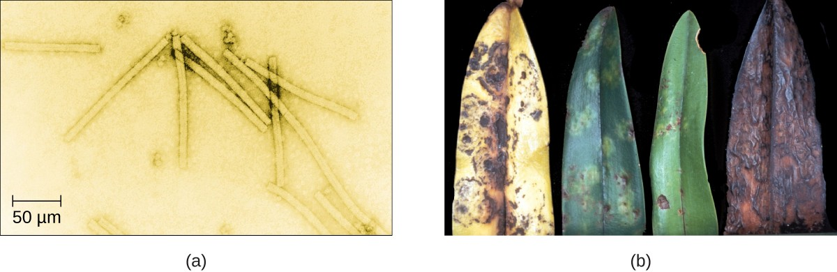 (a) Tobacco mosaic virus (TMV) viewed with transmission electron microscope. (b) Plants infected with tobacco mosaic disease (TMD), caused by TMV.