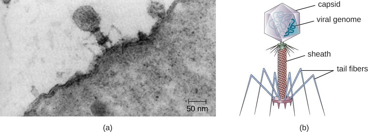 (a) In this transmission electron micrograph, a bacteriophage (a virus that infects bacteria) is dwarfed by the bacterial cell it infects. (b) An illustration of the bacteriophage in the micrograph.