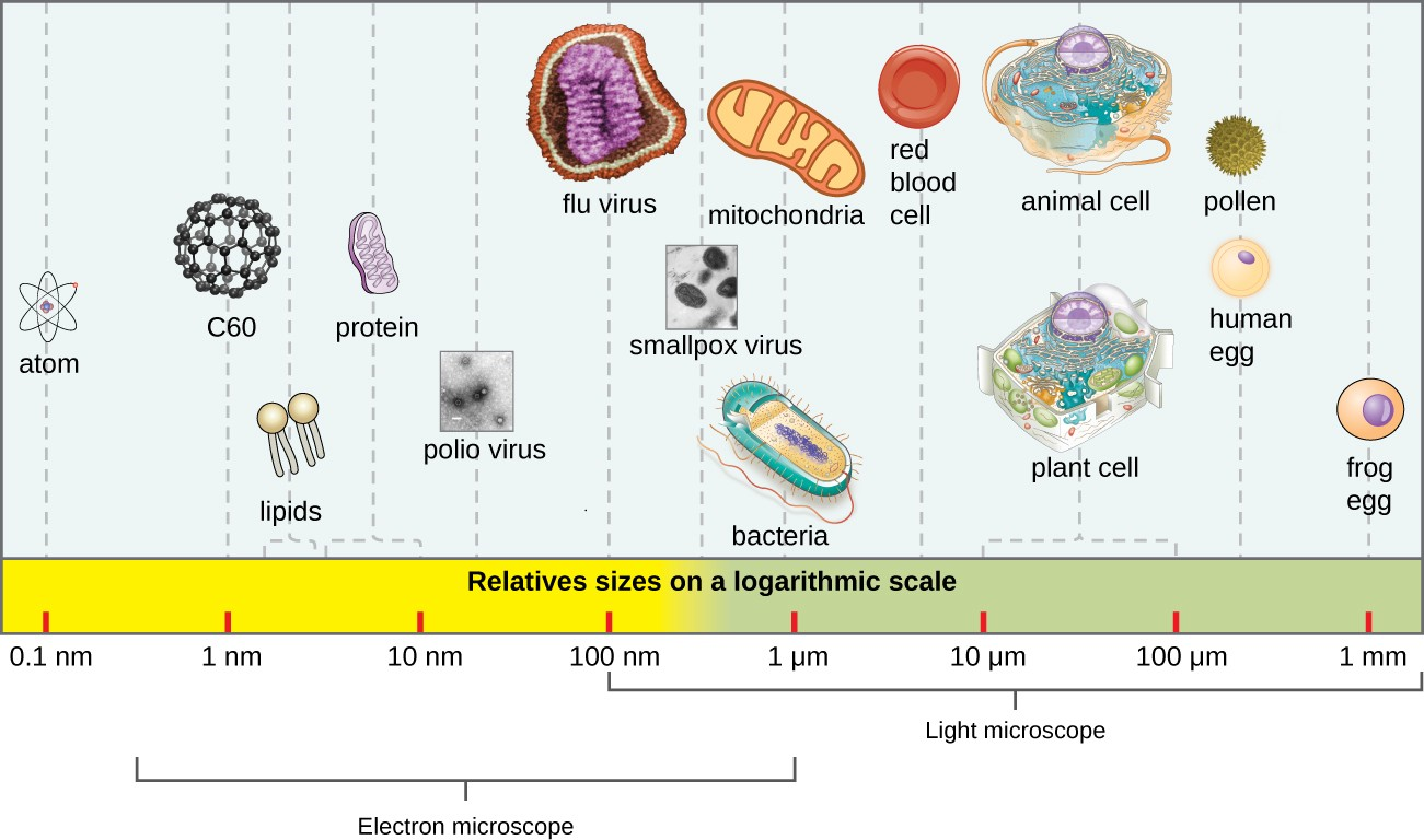 The size of a virus is small relative to the size of most bacterial and eukaryotic cells and their organelles.