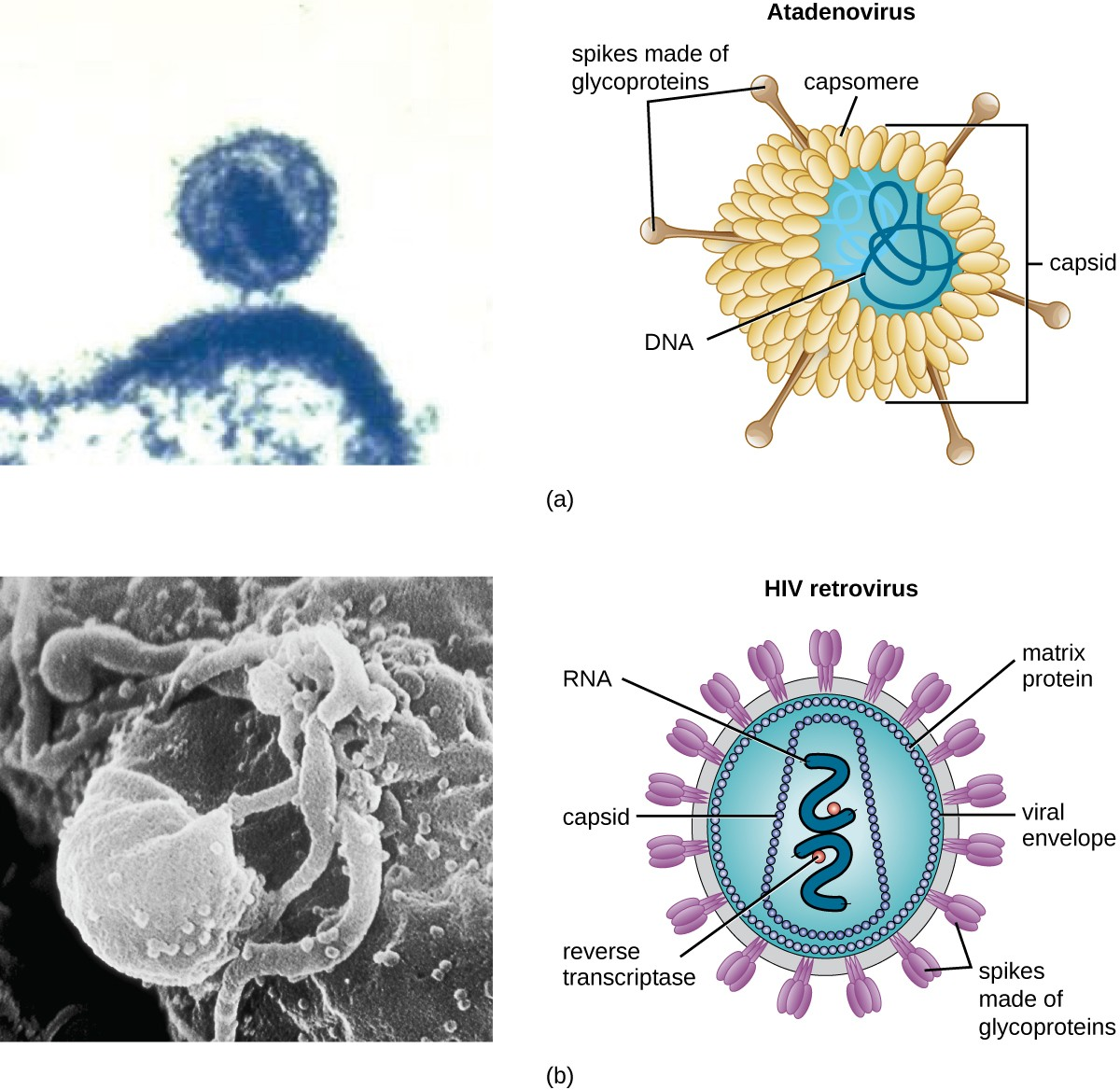 (a) The naked atadenovirus uses spikes made of glycoproteins from its capsid to bind to host cells. (b) The enveloped human immunodeficiency virus uses spikes made of glycoproteins embedded in its envelope to bind to host cells