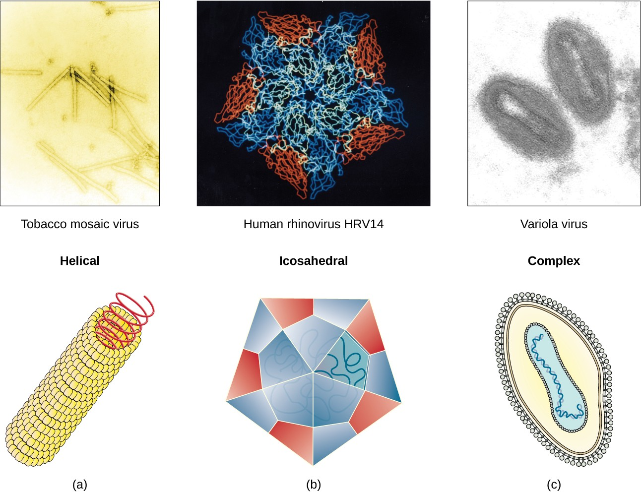 Viral capsids can be (a) helical, (b) polyhedral, or (c) have a complex shape.