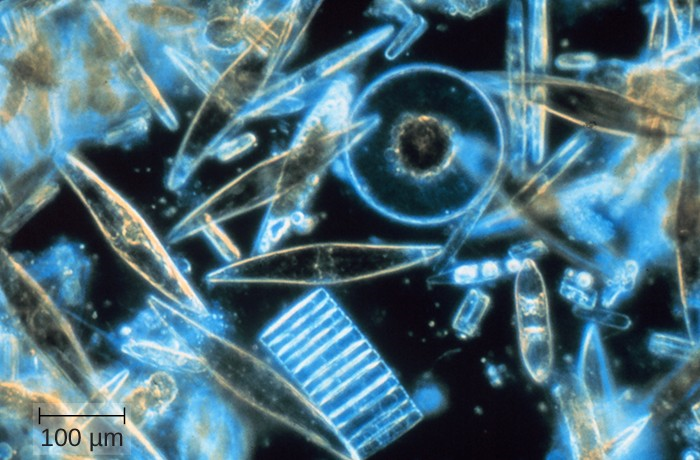 Assorted diatoms, a kind of algae, live in annual sea ice in McMurdo Sound, Antarctica. Diatoms range in size from 2 μm to 200 μm and are visualized here using light microscopy.