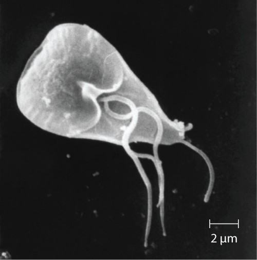 Giardia lamblia, an intestinal protozoan parasite that infects humans and other mammals, causing severe diarrhea.