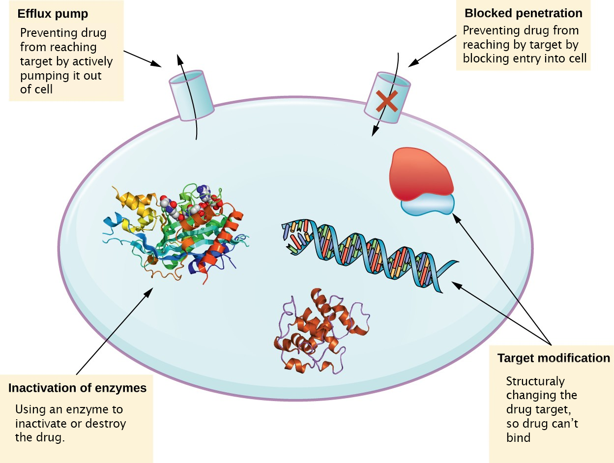 There are multiple strategies that microbes use to develop resistance to antimicrobial drugs. (Not shown: target overproduction, target mimicry, and enzymatic bypass). (credit: modification of work by Gerard D Wright)