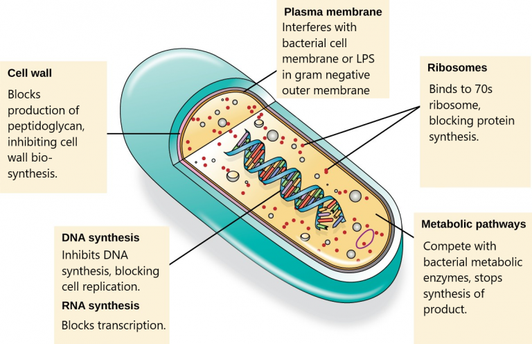 10.2 Mechanisms Of Antibacterial Drugs – Allied Health Microbiology