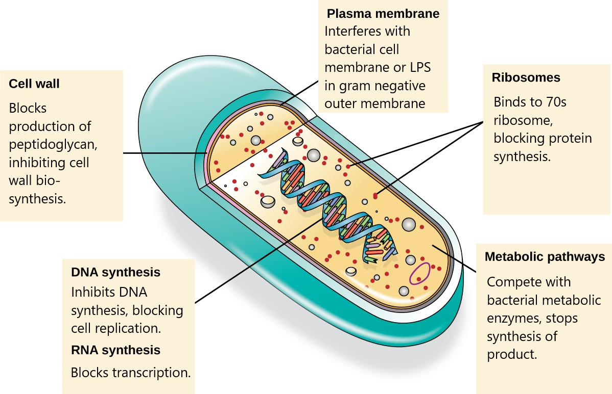 5-4-mechanisms-of-antibacterial-drugs-lwtech-infectious-and-chronic