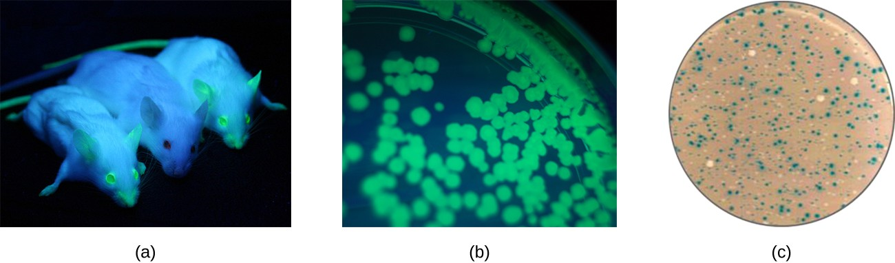 (a) The gene encoding green fluorescence protein is a commonly used reporter gene for monitoring gene expression patterns in organisms. Under ultraviolet light, GFP fluoresces. Here, two mice are expressing GFP, while the middle mouse is not. (b) GFP can be used as a reporter gene in bacteria as well. Here, a plate containing bacterial colonies expressing GFP is shown. (c) Blue-white screening in bacteria is accomplished through the use of the lacZ reporter gene, followed by plating of bacteria onto medium containing X-gal. Cleavage of X-gal by the LacZ enzyme results in the formation of blue colonies.