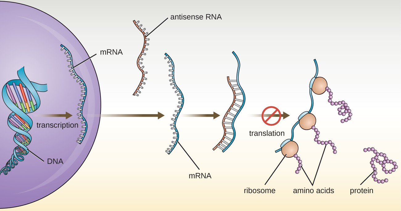 Cells like the eukaryotic cell shown in this diagram commonly make small antisense RNA molecules with sequences complementary to specific mRNA molecules. When an antisense RNA molecule is bound to an mRNA molecule, the mRNA can no longer be used to direct protein synthesis.