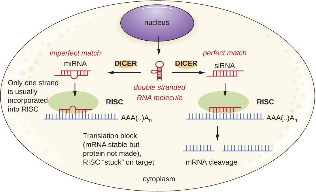 This diagram illustrates the process of using siRNA or miRNA in a eukaryotic cell to silence genes involved in the pathogenesis of various diseases.