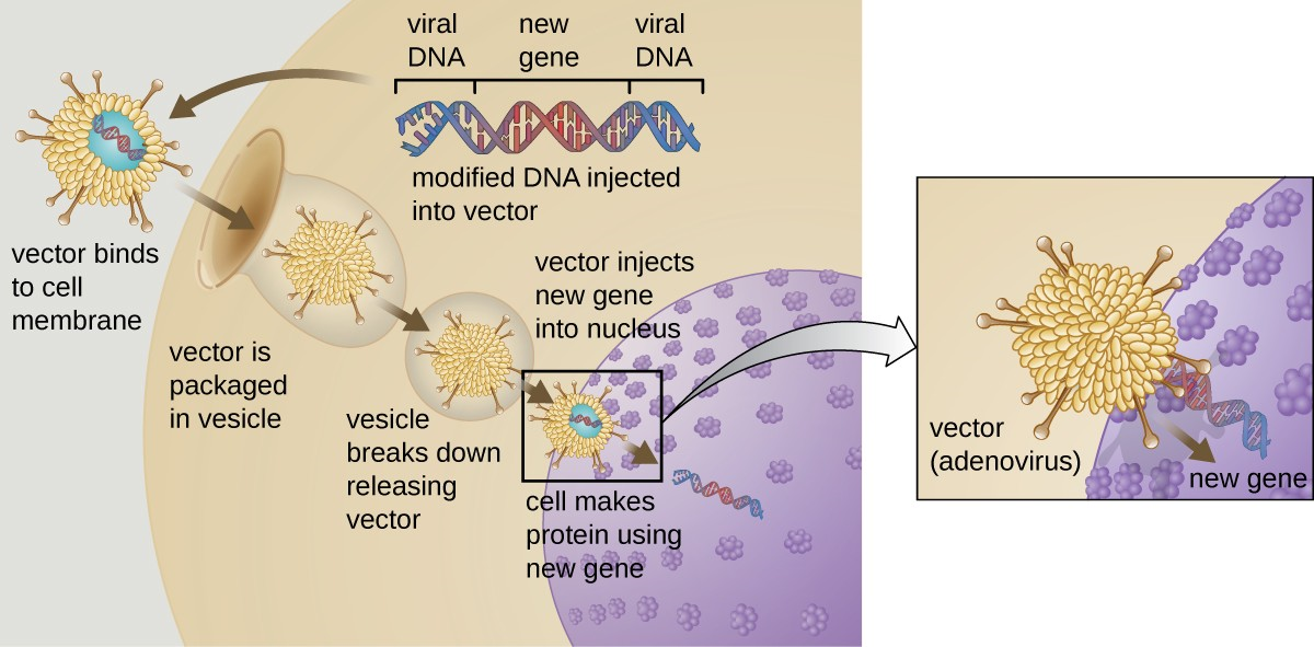 Gene therapy using an adenovirus vector can be used to treat or cure certain genetic diseases in which a patient has a defective gene.