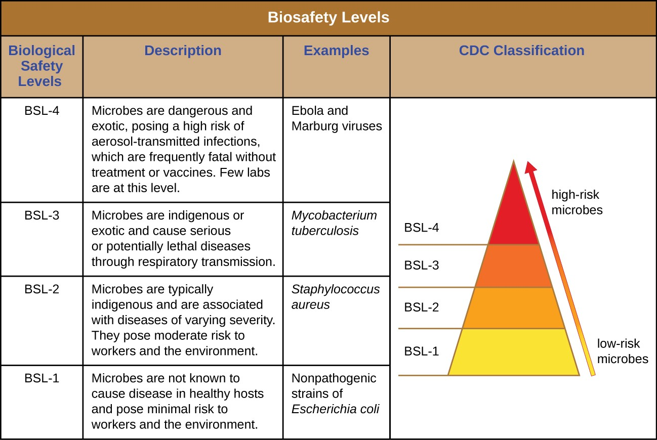 The CDC classifies infectious agents into four biosafety levels based on potential risk to laboratory personnel and the community. Each level requires a progressively greater level of precaution.