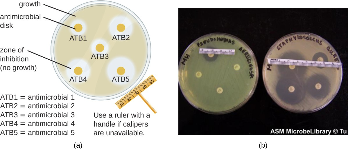 A disk-diffusion assay is used to determine the effectiveness of chemical agents against a particular microbe. (a) A plate is inoculated with various antimicrobial discs. The zone of inhibition around each disc indicates how effective that antimicrobial is against the particular species being tested. (b) On these plates, four antimicrobial agents are tested for efficacy in killing Pseudomonas aeruginosa (left) and Staphylococcus aureus (right). These antimicrobials are much more effective at killing S. aureus, as indicated by the size of the zones of inhibition.