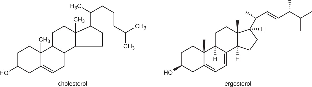 The predominant sterol found in human cells is cholesterol, whereas the predominant sterol found in fungi is ergosterol, making ergosterol a good target for antifungal drug development.