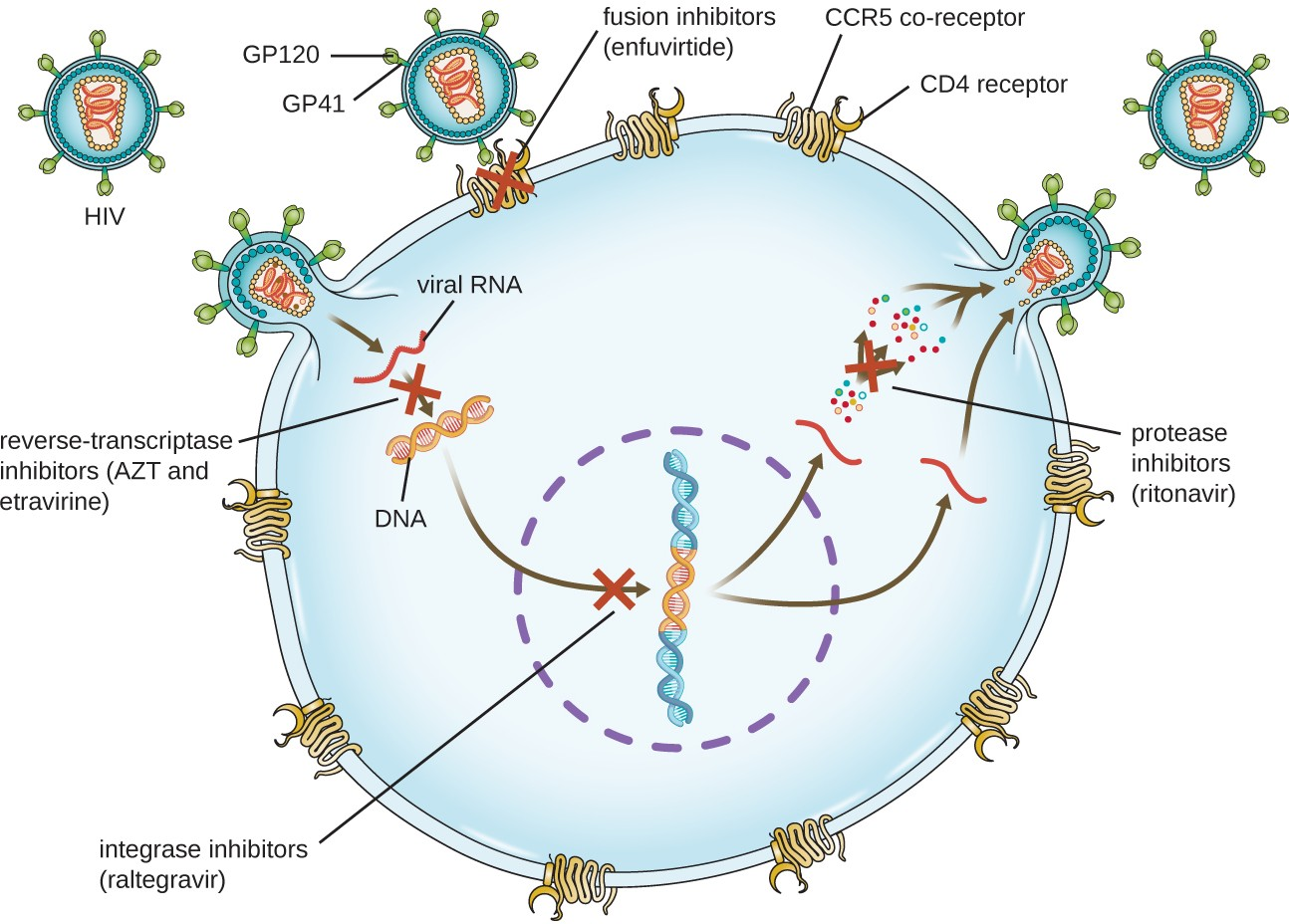 10.3 Mechanisms of Other Antimicrobial Drugs – Allied Health Microbiology