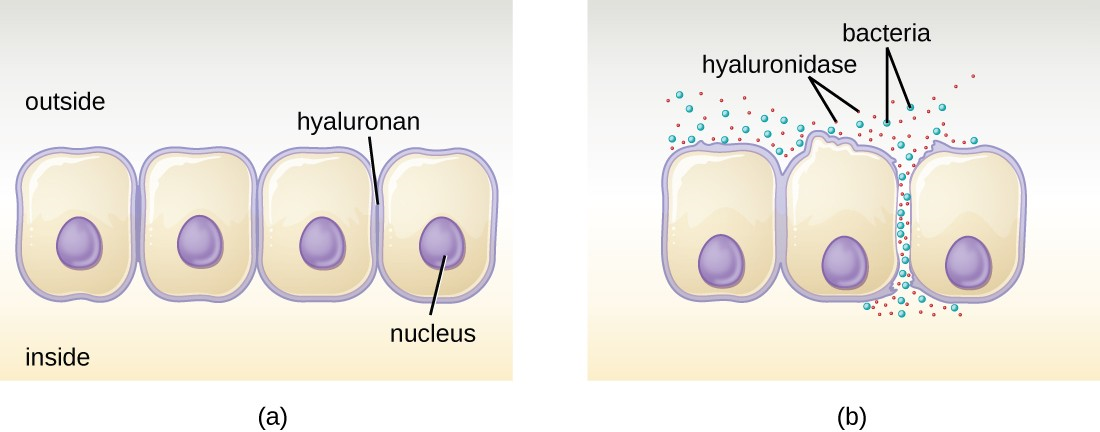 (a) Hyaluronan is a polymer found in the layers of epidermis that connect adjacent cells. (b) Hyaluronidase produced by bacteria degrades this adhesive polymer in the extracellular matrix, allowing passage between cells that would otherwise be blocked.