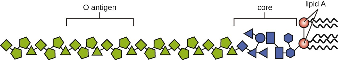 Lipopolysaccharide is composed of lipid A, a core glycolipid, and an O-specific polysaccharide side chain. Lipid A is the toxic component that promotes inflammation and fever.