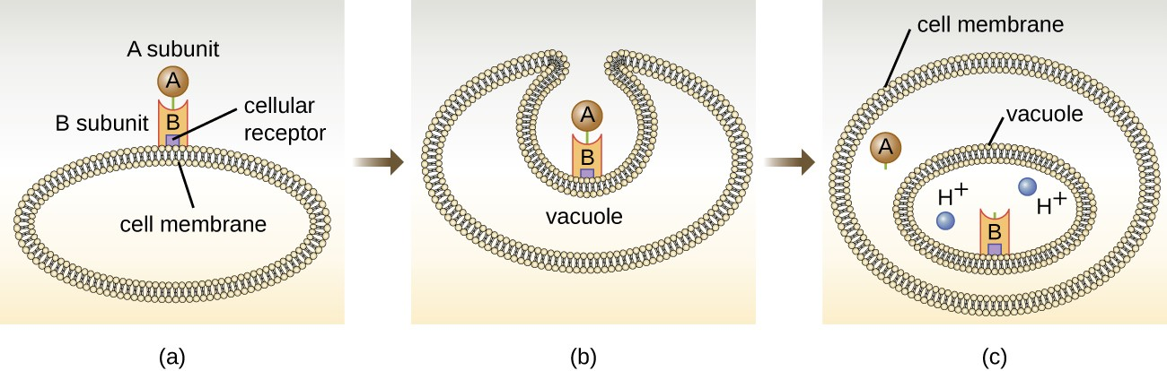 (a) In A-B toxins, the B component binds to the host cell through its interaction with specific cell surface receptors. (b) The toxin is brought in through endocytosis. (c) Once inside the vacuole, the A component (active component) separates from the B component and the A component gains access to the cytoplasm.