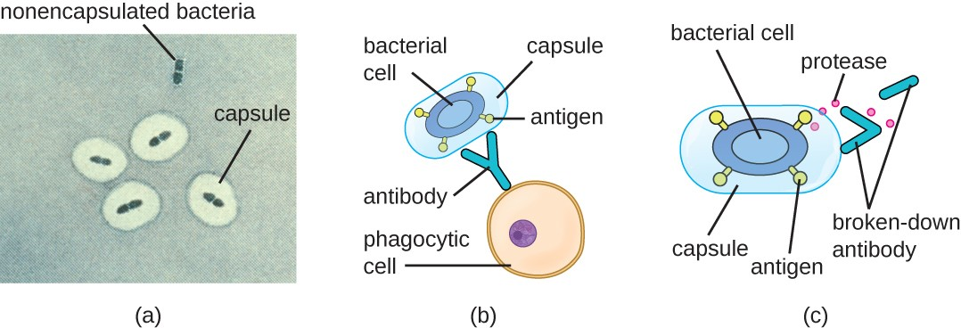 (a) A micrograph of capsules around bacterial cells. (b) Antibodies normally function by binding to antigens, molecules on the surface of pathogenic bacteria. Phagocytes then bind to the antibody, initiating phagocytosis. (c) Some bacteria also produce proteases, virulence factors that break down host antibodies to evade phagocytosis.