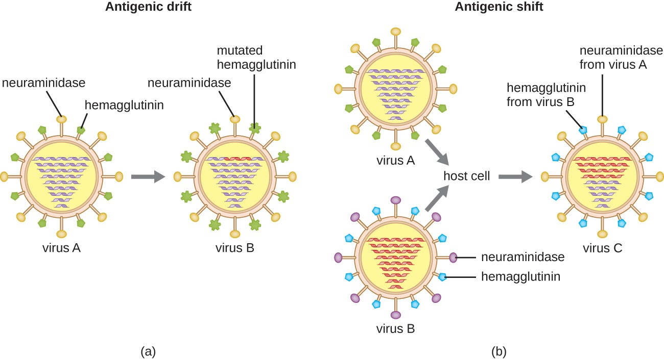 Antigenic drift and antigenic shift in influenza viruses. (a) In antigenic drift, mutations in the genes for the surface proteins neuraminidase and/or hemagglutinin result in small antigenic changes over time. (b) In antigenic shift, simultaneous infection of a cell with two different influenza viruses results in mixing of the genes. The resultant virus possesses a mixture of the proteins of the original viruses. Influenza pandemics can often be traced to antigenic shifts.