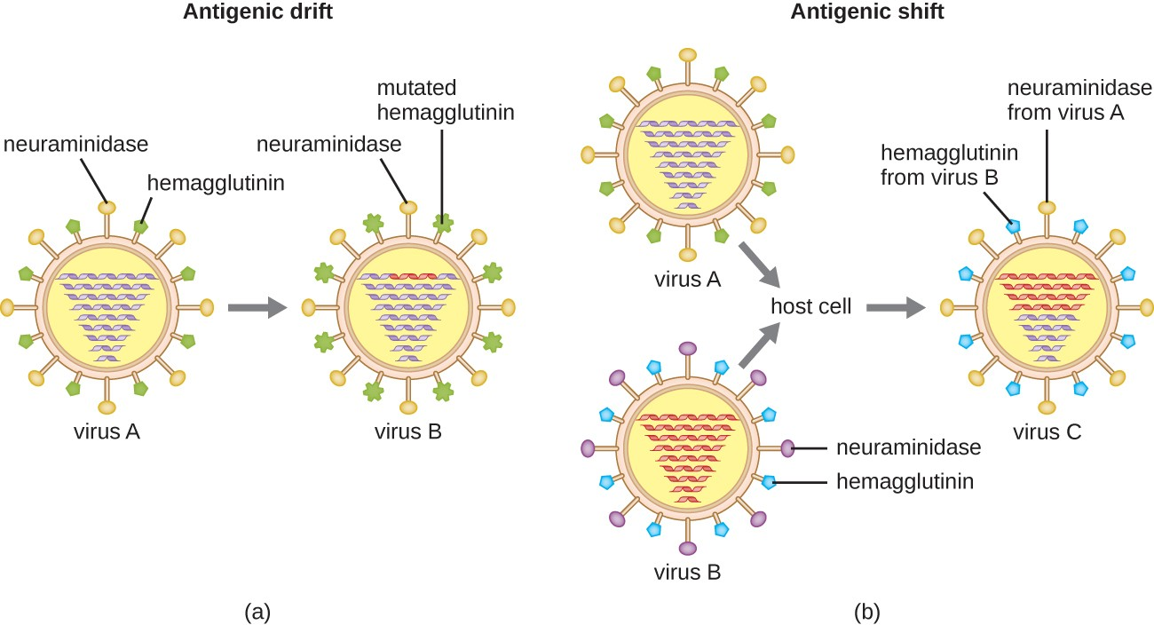 define antigenic shift