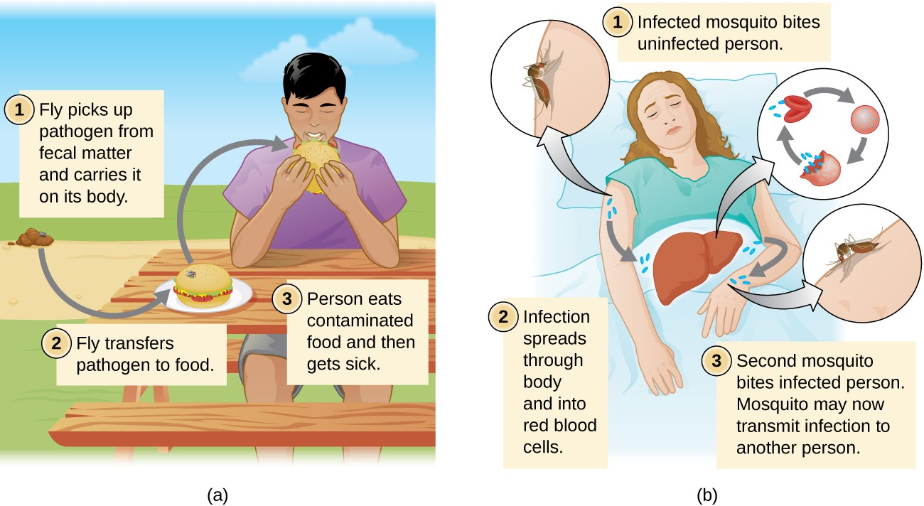 12.3 Modes of Disease Transmission – Allied Health Microbiology