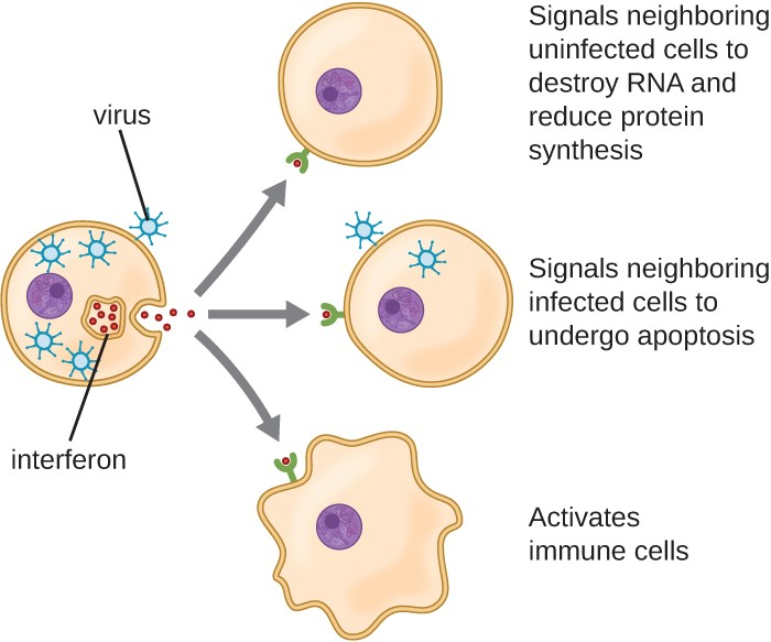 Interferons are cytokines released by a cell infected with a virus. Interferon-α and interferon-β signal uninfected neighboring cells to inhibit mRNA synthesis, destroy RNA, and reduce protein synthesis (top arrow).