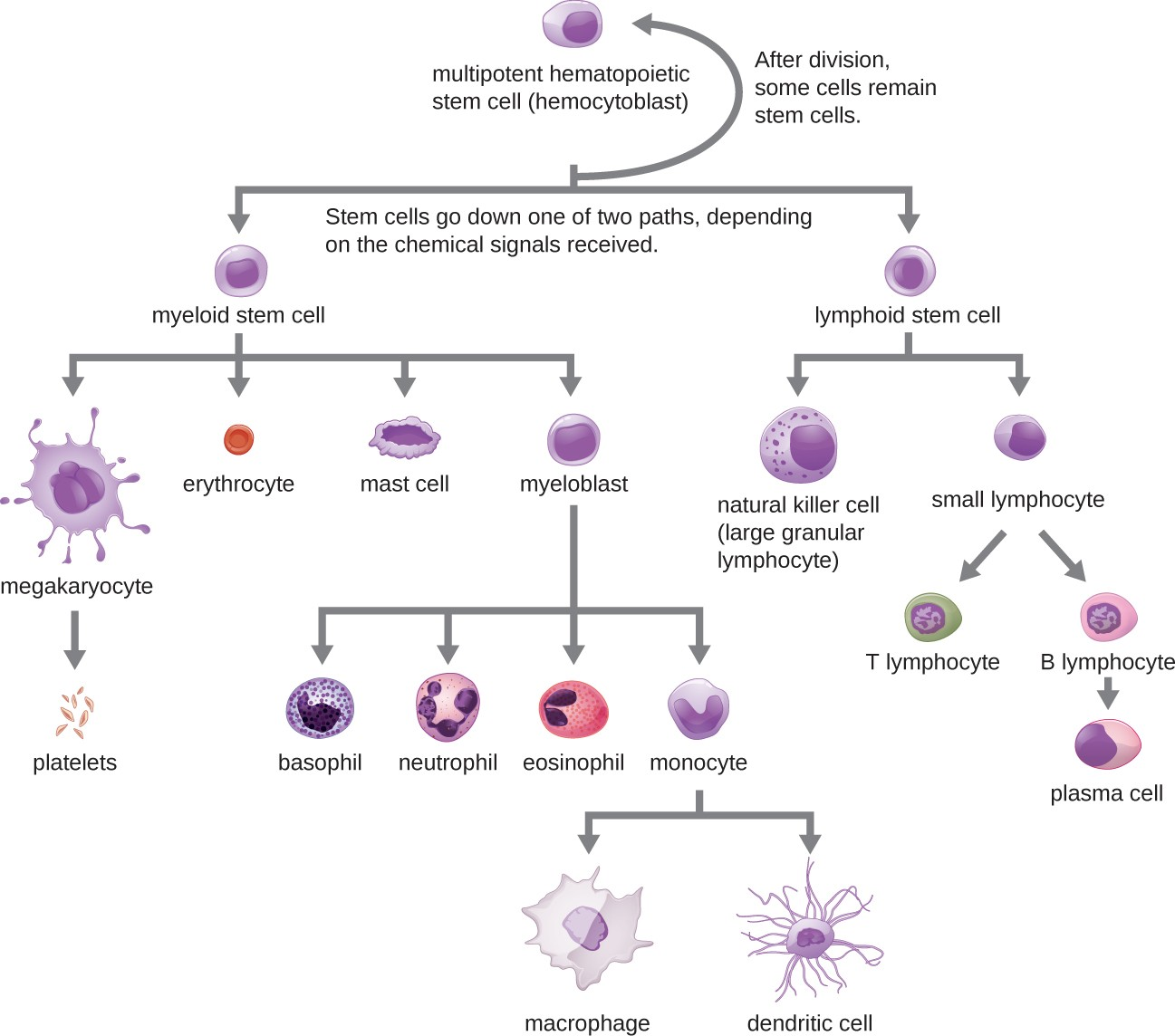 All the formed elements of the blood arise by differentiation of hematopoietic stem cells in the bone marrow.