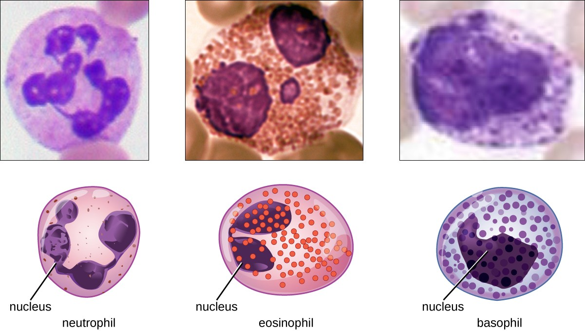 Granulocytes can be distinguished by the number of lobes in their nuclei and the staining properties of their granules.