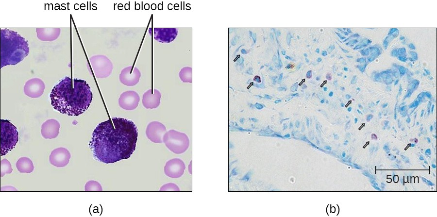 Mast cells function similarly to basophils by inducing and promoting inflammatory responses. (a) This figure shows mast cells in blood. In a blood smear, they are difficult to differentiate from basophils (b). Unlike basophils, mast cells migrate from the blood into various tissues.