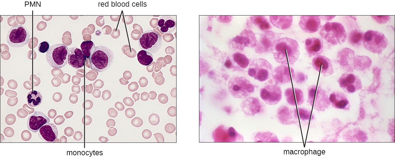 Monocytes are large, agranular white blood cells with a nucleus that lacks lobes. When monocytes leave the bloodstream, they differentiate and become macrophages with tissue-specific properties.